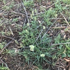 Dactylis glomerata at Hughes, ACT - 6 Feb 2021