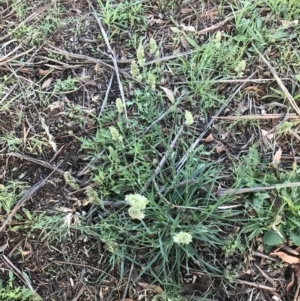 Dactylis glomerata at Hughes, ACT - 6 Feb 2021