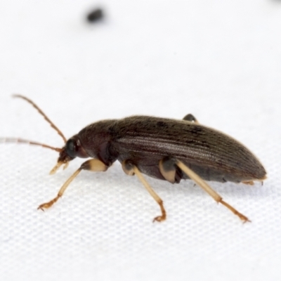 Alleculinae sp. (Subfamily) (Unidentified Comb-clawed beetle) at Higgins, ACT - 30 Jan 2021 by AlisonMilton