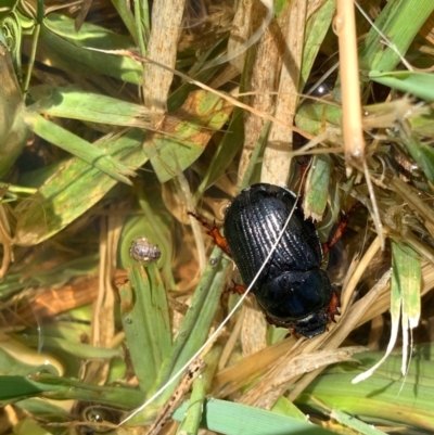 Anomalomorpha anthracina (Yellow-legged pasture scarab) at Murrumbateman, NSW - 6 Feb 2021 by SimoneC