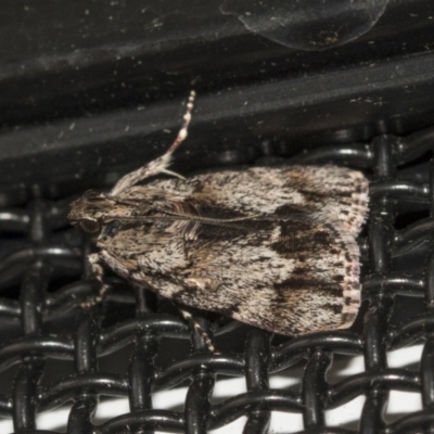 Spectrotrota fimbrialis (A Pyralid moth) at Higgins, ACT - 3 Feb 2021 by AlisonMilton