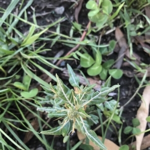 Xanthium spinosum at Hughes, ACT - 6 Feb 2021 07:51 PM