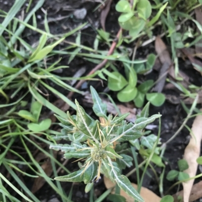 Xanthium spinosum (Bathurst Burr) at Hughes, ACT - 6 Feb 2021 by Tapirlord