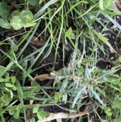 Xanthium spinosum at Hughes, ACT - 6 Feb 2021 07:51 PM