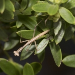 Archimantis sp. (genus) - 1 Jan 1900 by AlisonMilton