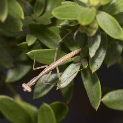 Archimantis sp. (genus) at Higgins, ACT - 4 Feb 2021 by AlisonMilton