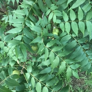 Juglans nigra at Hughes, ACT - 6 Feb 2021