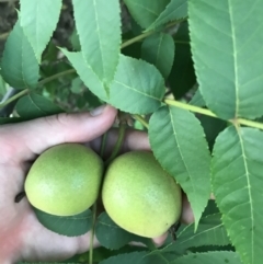 Juglans nigra at Hughes, ACT - 6 Feb 2021