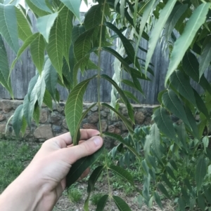 Juglans nigra at Hughes, ACT - 6 Feb 2021