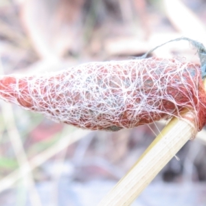 Austracantha minax at Point 5204 - 30 Jan 2021