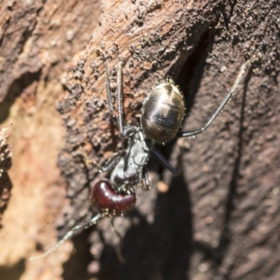 Camponotus suffusus (Golden-tailed sugar ant) at Aranda Bushland - 26 Nov 2020 by AlisonMilton