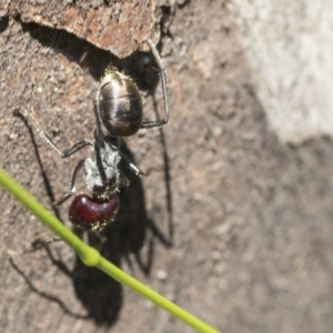 Camponotus suffusus at Holt, ACT - 27 Nov 2020 10:06 AM