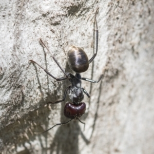 Camponotus suffusus at Holt, ACT - 27 Nov 2020 10:06 AM