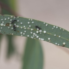 Glycaspis sp. (genus) at Scullin, ACT - 14 Nov 2020 by AlisonMilton