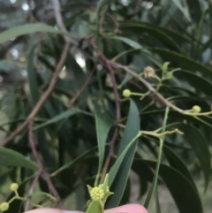 Acacia implexa (Hickory Wattle, Lightwood) at Hughes, ACT - 6 Feb 2021 by Tapirlord