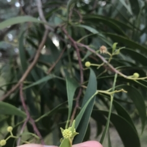 Acacia implexa at Hughes, ACT - 6 Feb 2021