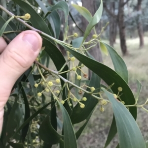 Acacia implexa at Hughes, ACT - 6 Feb 2021