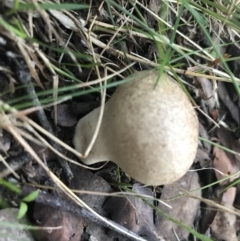 Calvatia sp. (a puffball ) at Hughes, ACT - 6 Feb 2021 by Tapirlord