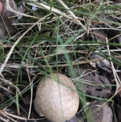 Calvatia sp. at Hughes, ACT - 6 Feb 2021