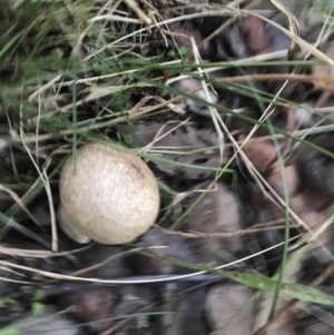 Calvatia sp. at Hughes, ACT - 6 Feb 2021