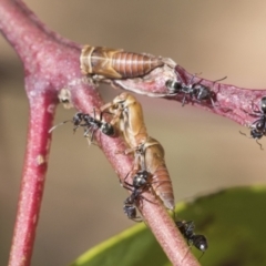 Eurymelinae (subfamily) at Scullin, ACT - 14 Nov 2020