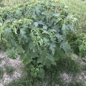 Datura stramonium at Garran, ACT - 6 Feb 2021