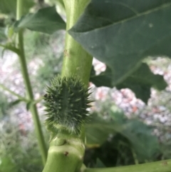 Datura stramonium at Garran, ACT - 6 Feb 2021 08:14 PM