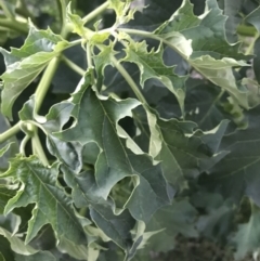 Datura stramonium at Garran, ACT - 6 Feb 2021 08:14 PM