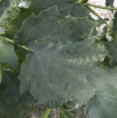 Datura stramonium at Garran, ACT - 6 Feb 2021