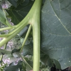 Datura stramonium at Garran, ACT - 6 Feb 2021 08:14 PM