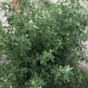 Chenopodium album at Garran, ACT - 6 Feb 2021