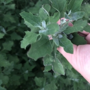 Chenopodium album at Garran, ACT - 6 Feb 2021