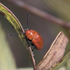 Aporocera (Aporocera) haematodes (A case bearing leaf beetle) at Scullin, ACT - 14 Nov 2020 by AlisonMilton