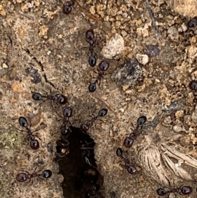 Monomorium sp. (genus) (A Monomorium ant) at Murrumbateman, NSW - 5 Feb 2021 by SimoneC