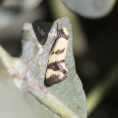 Olbonoma triptycha (Chezela Group) at Scullin, ACT - 14 Nov 2020 by AlisonMilton