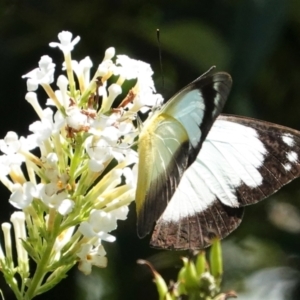 Appias paulina at Hughes, ACT - 6 Feb 2021 01:55 PM