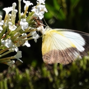 Appias paulina at Hughes, ACT - 6 Feb 2021 01:55 PM