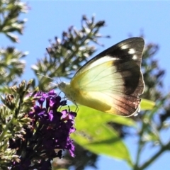 Appias paulina at Hughes, ACT - 6 Feb 2021 01:55 PM