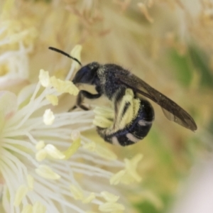 Lasioglossum (Chilalictus) sp. (genus & subgenus) at Scullin, ACT - 14 Nov 2020