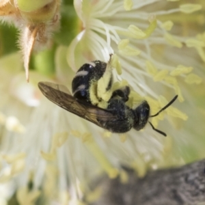 Lasioglossum (Chilalictus) sp. (genus & subgenus) at Scullin, ACT - 14 Nov 2020