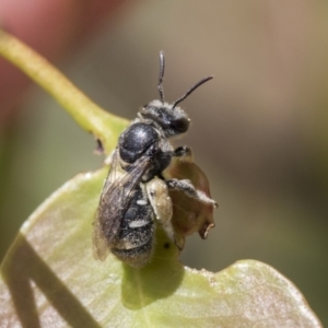 Lipotriches sp. (genus) at Scullin, ACT - 14 Nov 2020