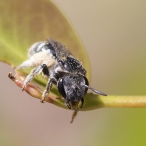 Lipotriches sp. (genus) at Scullin, ACT - 14 Nov 2020