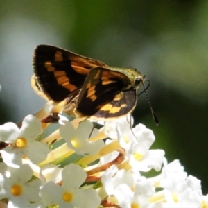 Ocybadistes walkeri at Hughes, ACT - 6 Feb 2021