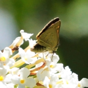 Ocybadistes walkeri at Hughes, ACT - 6 Feb 2021