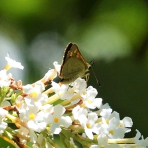 Ocybadistes walkeri at Hughes, ACT - 6 Feb 2021