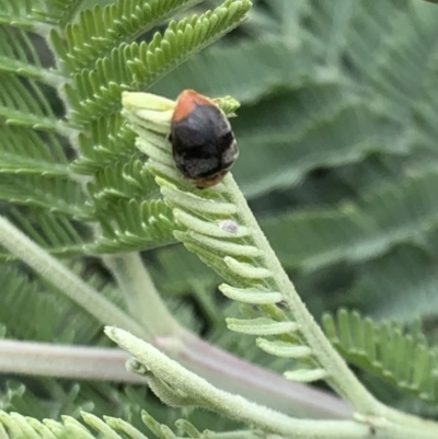 Cryptolaemus montrouzieri (Mealybug ladybird) at Murrumbateman, NSW - 3 Feb 2021 by SimoneC