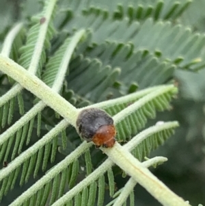 Cryptolaemus montrouzieri at Murrumbateman, NSW - 3 Feb 2021