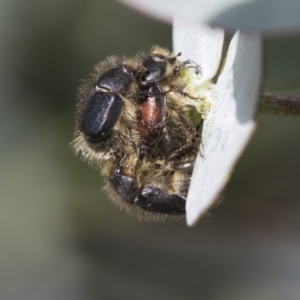 Liparetrus sp. (genus) at Scullin, ACT - 14 Nov 2020