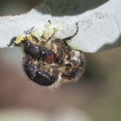 Liparetrus sp. (genus) at Scullin, ACT - 14 Nov 2020