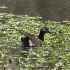 Gallinula tenebrosa (Dusky Moorhen) at East Albury, NSW - 6 Feb 2021 by PaulF